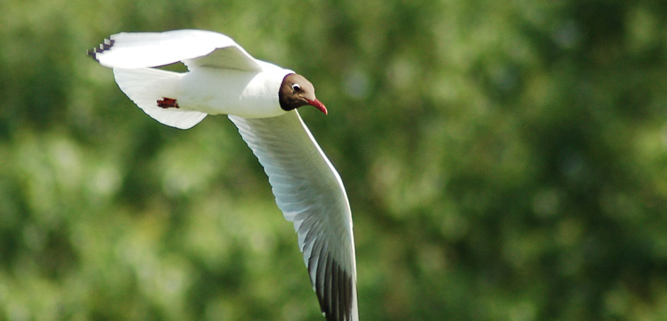 Lachmöwe im Flug